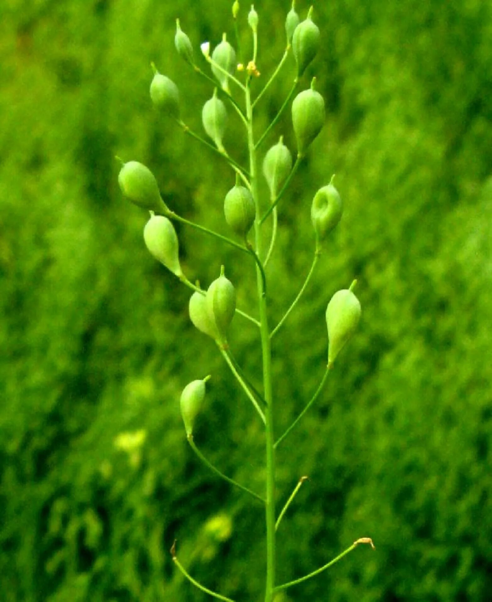 Трава рыжик. Рыжика посевного (Camelina Sativa),. Camelina Рыжик. Камелина Рыжик посевной. Камелина растение Рыжик.