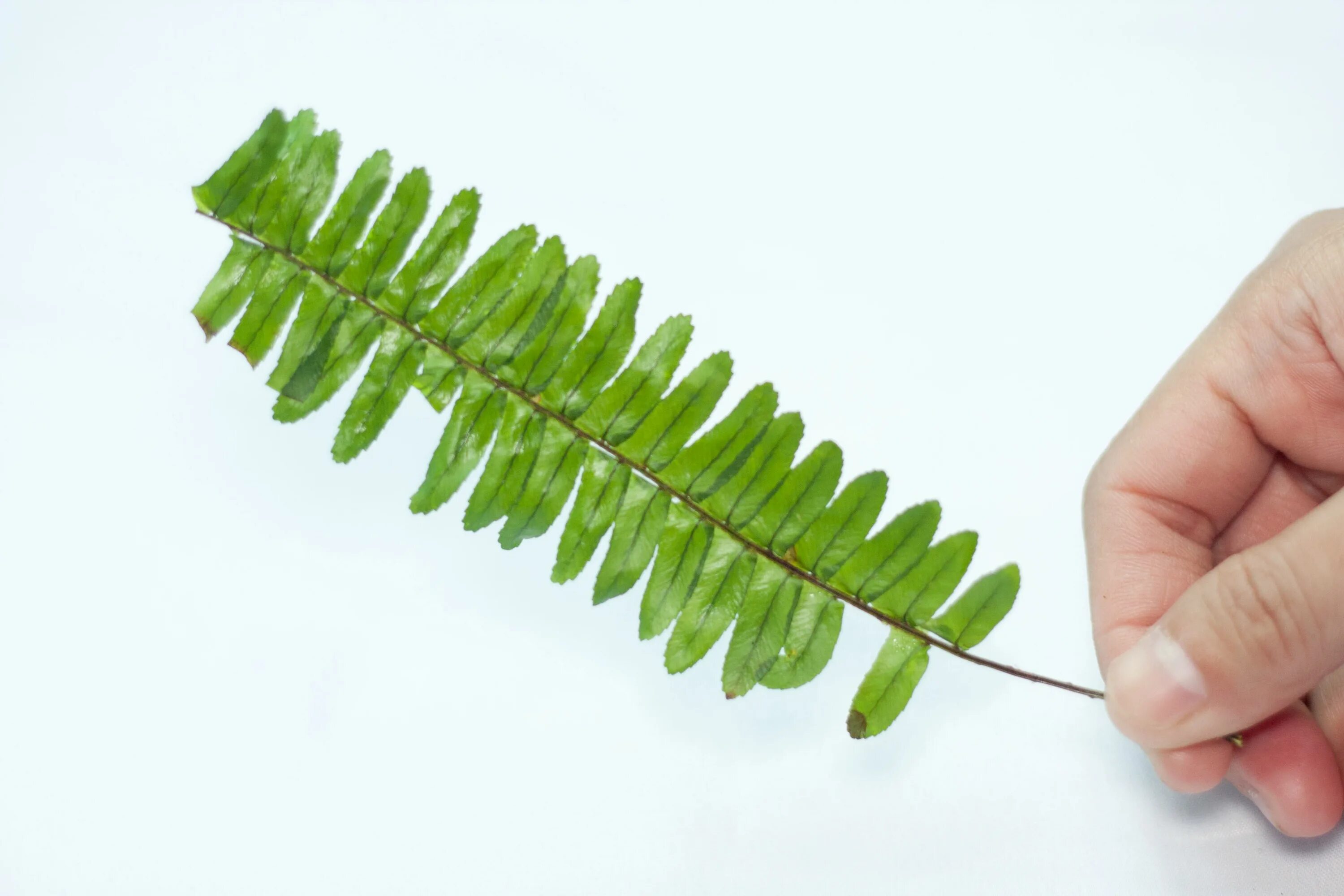 лист папоротника. лист папоротника новый год. набор листьев папоротника. фернс папоротник.