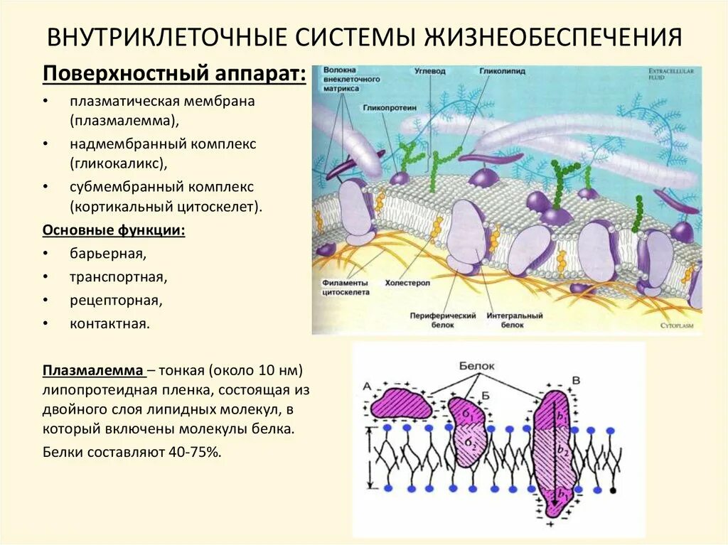 Прокариоты клеточной мембраны. Поверхностный аппарат клетки строение. Гликокаликс мембрана и субмембранный комплекс. Функции поверхностного аппарата клетки. Строение поверхностного комплекса клетки.