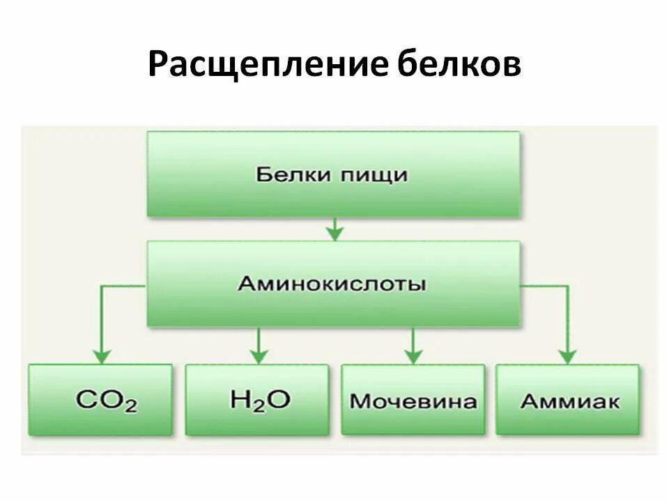 схема расщепления белков. схема переваривания и всасывания белков в жкт. расщепление белков и некоторых жиров. переваривание белков жиров и углеводов. схема распада белков.