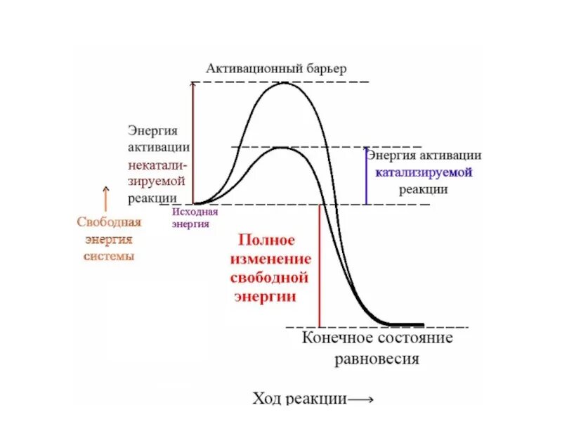 Кинетические зависимости ферментативных реакций. Энергия активации химической реакции ферменты. Энергия активации химической реакции ферменты. Энергия активации и энергетический барьер реакции. Третья реакция цикла кребса.