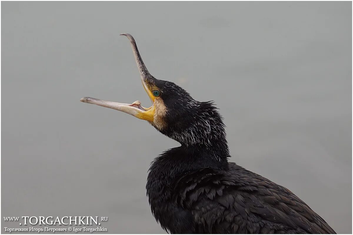 Бакланы в геленджике. Баклан ареал. Бигуанский баклан. Большой баклан (phalacrocorax carbo) на байкале. Баклан песня.
