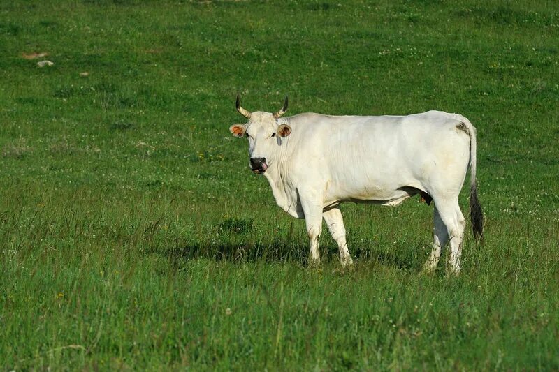 Сколько быков было белого цвета. Кьянина порода коров. Кьянина порода Быков. Кьянина Тоскана. Порода белых коров Тоскана Италия.
