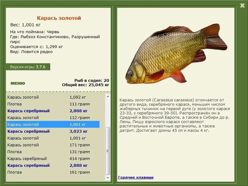 Карась вес. Рост карася по годам. Карась вес. Караси размеры. Большой карась.