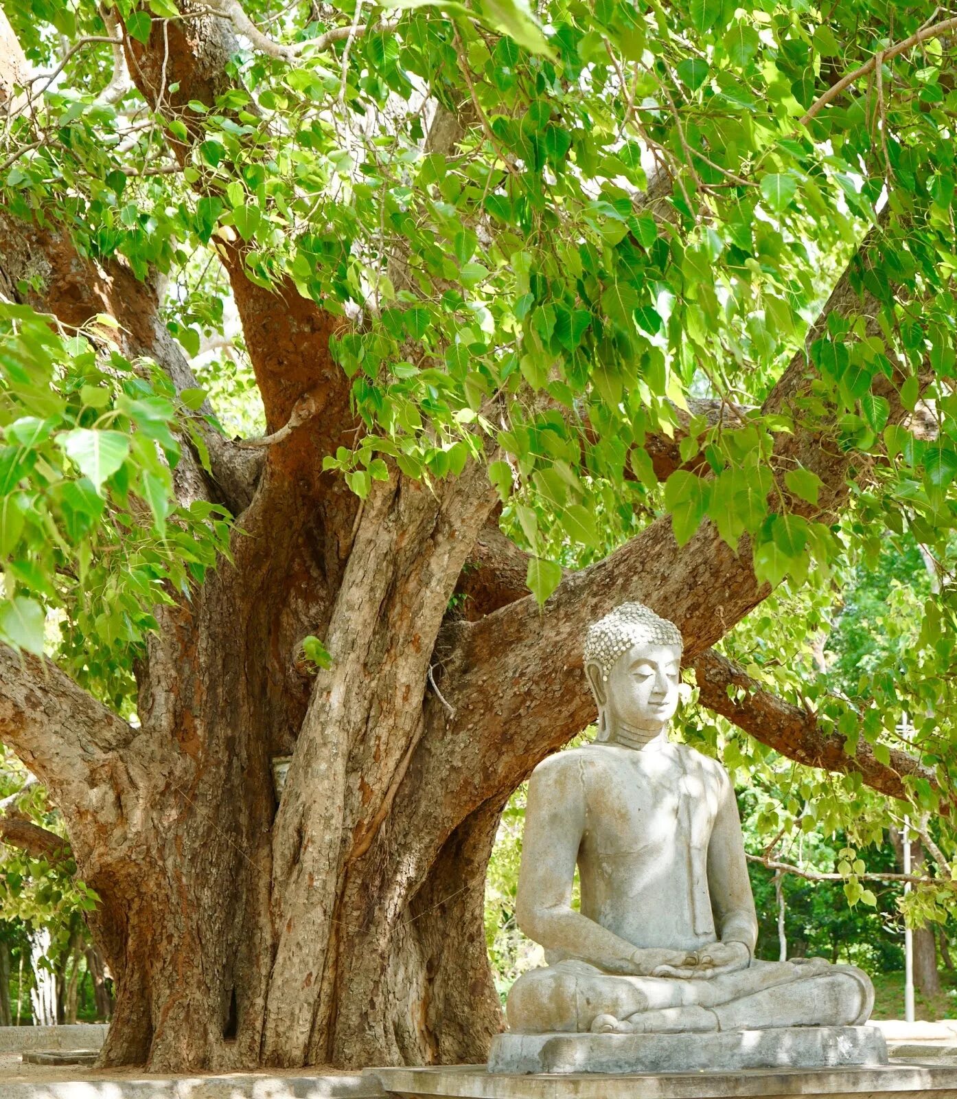 Деревья на которых можно сидеть. Баньян: дерево Махабодхи. Дерево Бодхи (Ficus religiosa). Дерево Бодхи Шри Ланка. Фикус священный (дерево Бодхи).