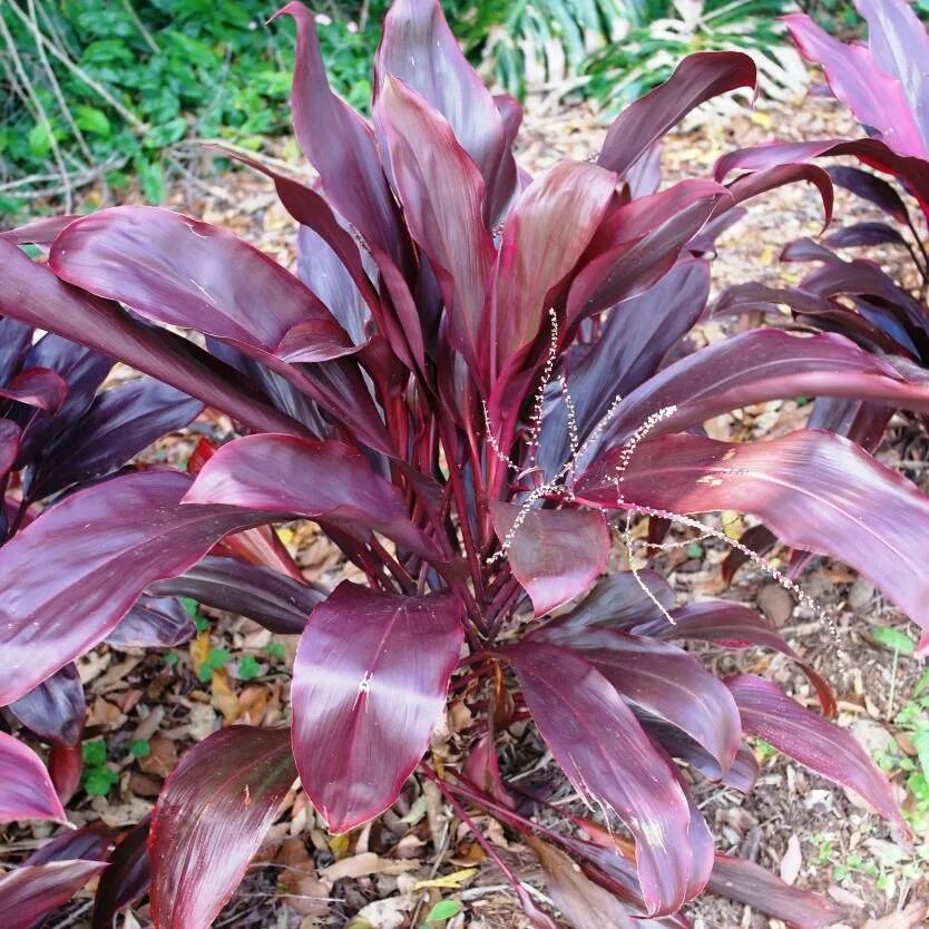 Кордилина rubra. Кордилина терминалис. Кордилина Конга. Кордилина красная Cordyline rubra. Кордилина компакта