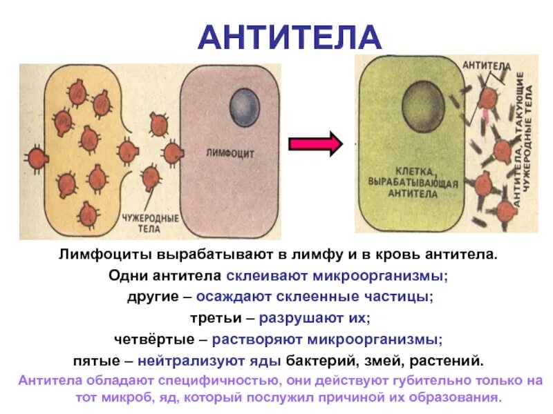 Иммуноглобулин в лимфоциты. Антитерф. Антритеил. Антитела. Выработка антител.