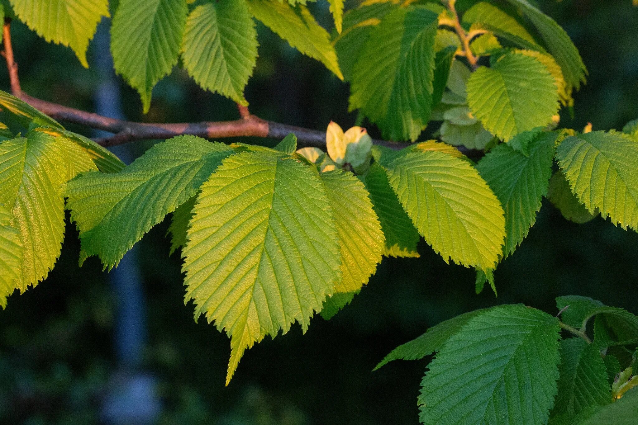 Карагач 3. Вяз Ильм карагач. Вяз шершавый (Ulmus glabra). Вяз граболистный. Вяз граболистный (Ulmus suberosa).