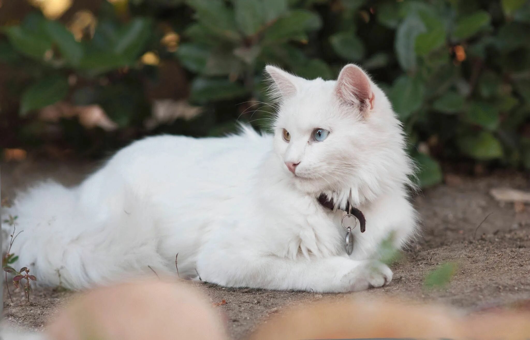 Как называется белая порода кошек. Ангорская кошка. Турецкая ангорская кошка. Кот ангорской породы. Кошка ангорковая порода.