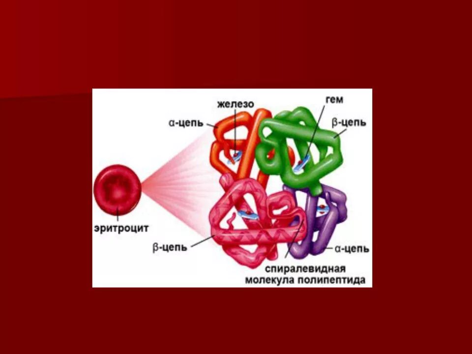 Гемоглобин какая ткань. Строение протомера гемоглобина. Хим структура гемоглобина. Строение гема молекулы гемоглобина. Состав гемоглобина схема.
