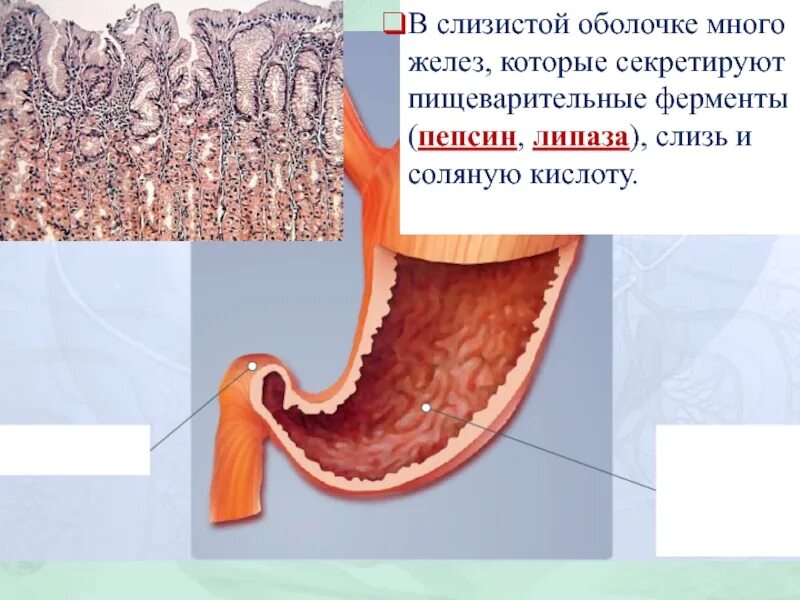 Слизистая оболочка желудка. Слизистая оболочка ЖКТ. Слизистые оболочки желудка. Локализация слизистой оболочки