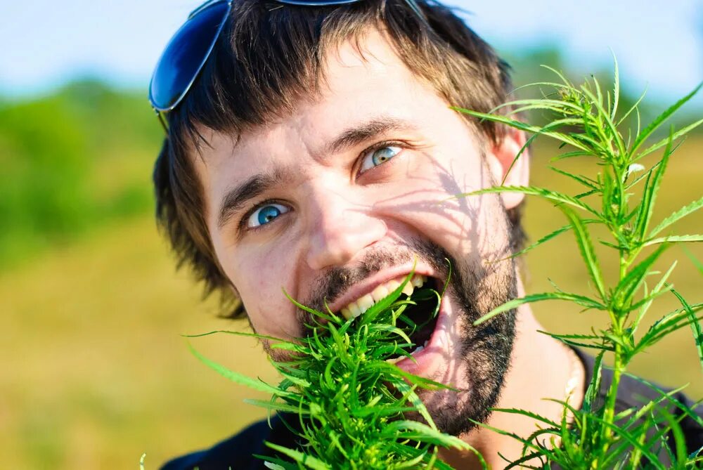 Растений человеком становится. Парень с коноплей. Человек в траве. Мужик ест траву. Травяной человек.