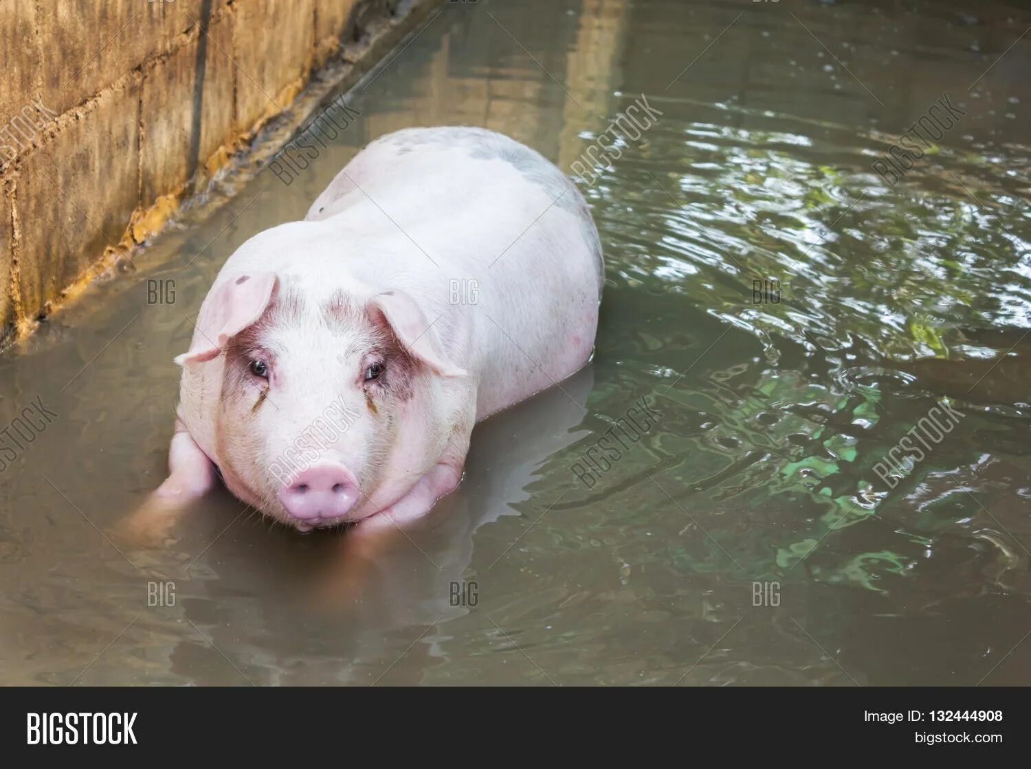 Поя чист. Свинья в воде. Свинка плавает. Поросенок в воде. Свинка в водичке.