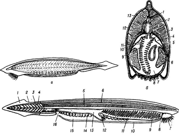 Невроцель у ланцетника. Ланцетник фильтратор. Центральная нервная система ланцетника. Схема внутреннего строения ланцетника.