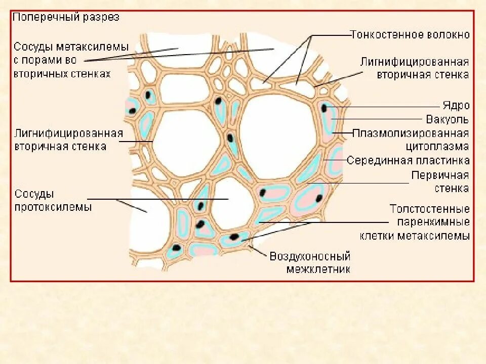 Клеточная стенка сосудов ксилемы. Ткани растений Ксилема флоэма. Первичная Ксилема и вторичная Ксилема. Гистологические элементы ксилемы. Флоэма клетки лишены