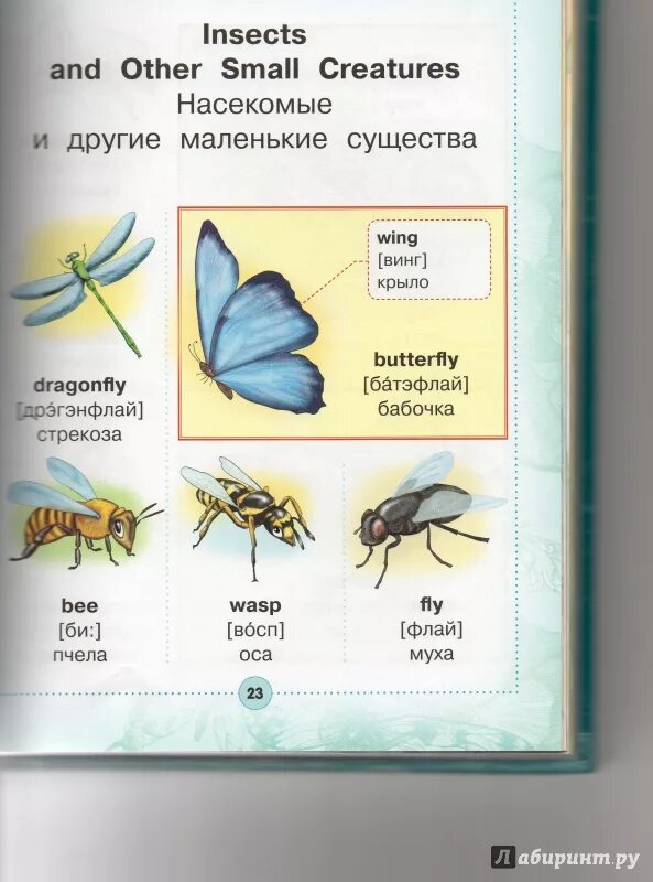 Визуальный английский словарь для детей. Визуальный словарь с произношением. Англо-русский визуальный словарь. Англо-русский визуальный словарь для детей.