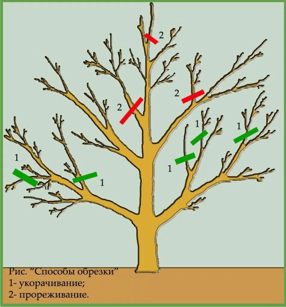 Обрезка старых яблонь для начинающих. Схема обрезки яблони весной. Весенняя обрезка плодовых деревьев яблоня. Схема подрезки плодовых деревьев. Схема обрезки яблони осенью.