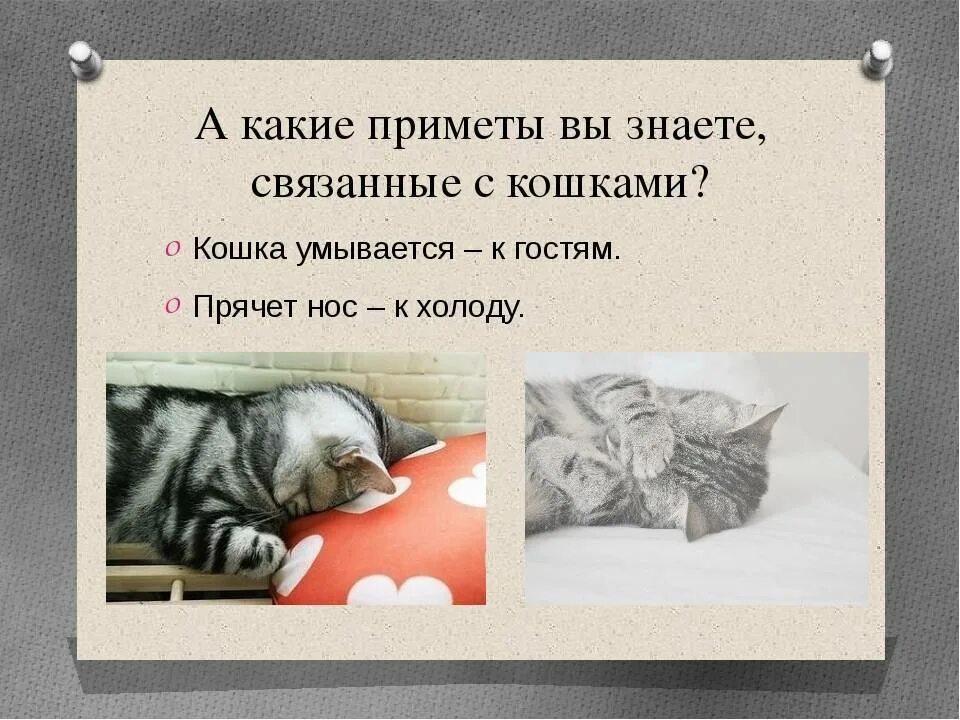 Приметы про кошек. Приметы о котах и кошках. Приметы о коте. Народные приметы связанные с кошками. Кошка умывается примета