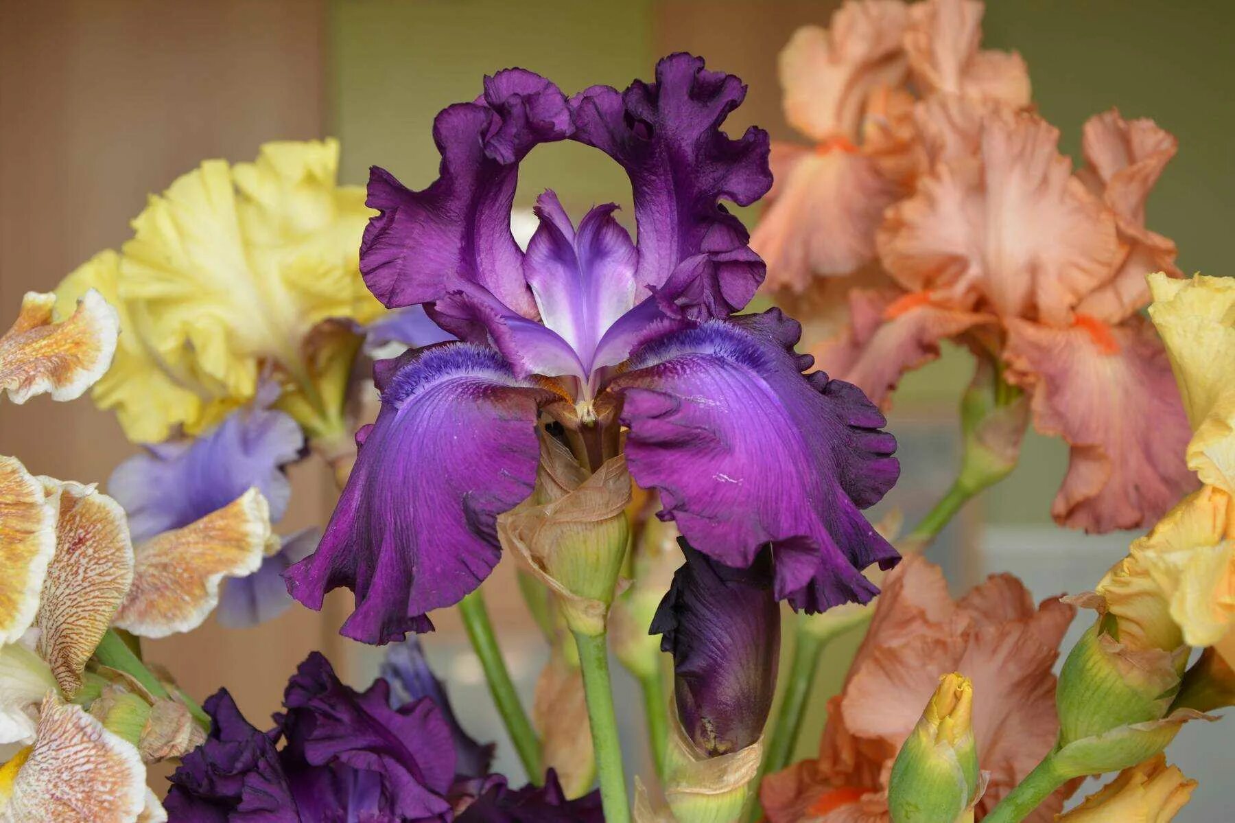 Каким цветом ирис цветок. Ирис Касатик. Ирис орхидейный. Сорт ириса Accessorized (m. Sutton 2012). Ирис Джун Роуз.