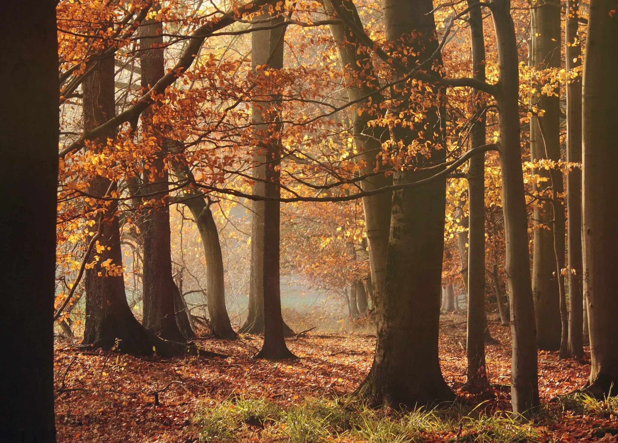 Может ли вас взволновать красота осеннего леса. Stein осенний лес. Осенний лес Dreamcore. Обои для ВК осенний лес.