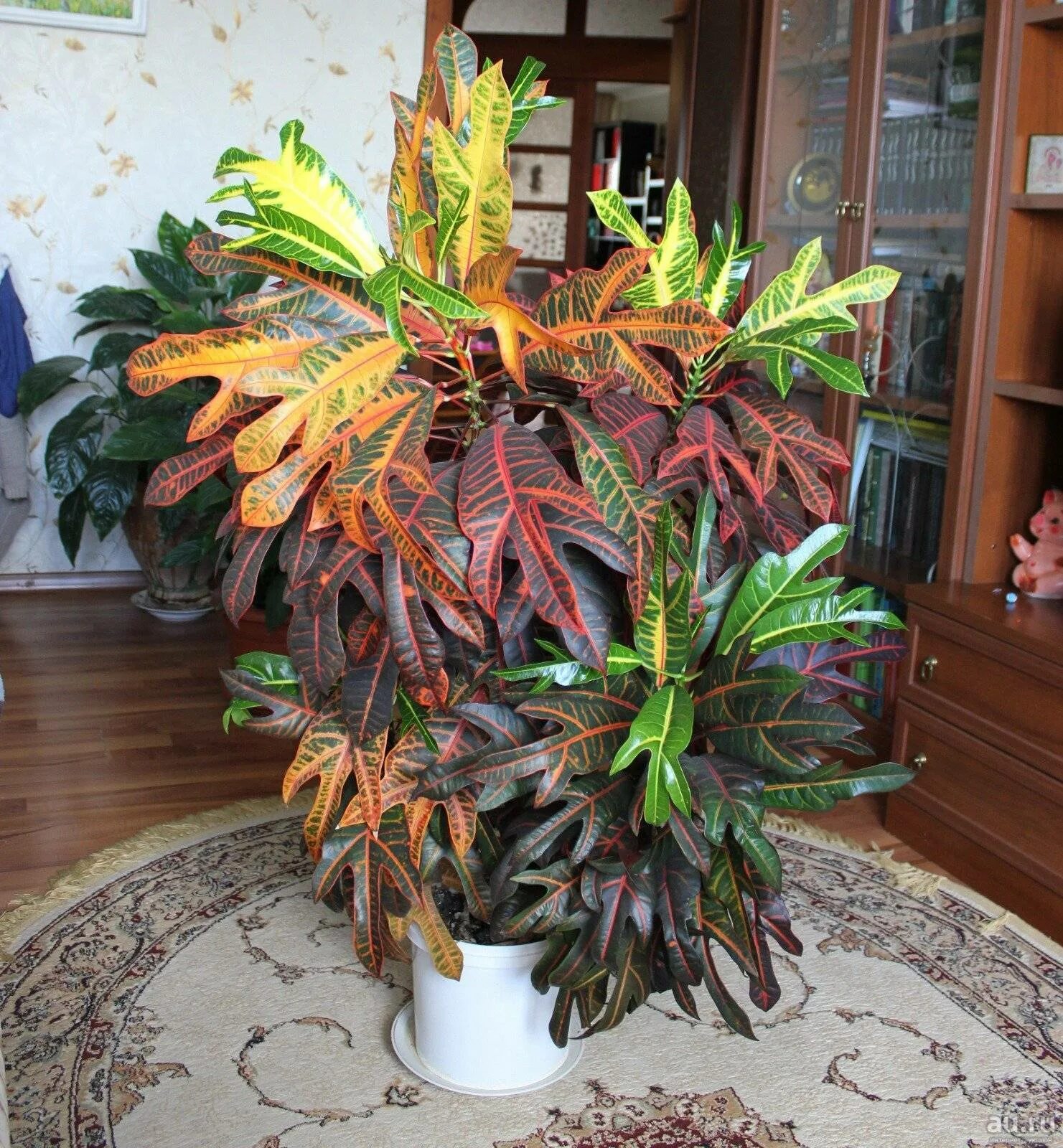 Кодиеум кратон. Кротон экселент растение. Цветок кодиеум кротон. Кротан. Кротан.