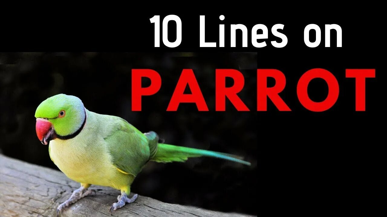 Попугай на английском языке. About Parrot. Parrot карточка на английском. Попугай на английском с транскрипцией.