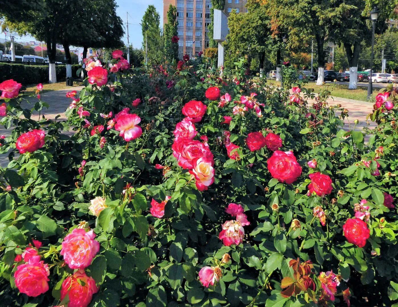 роза david austin scepter'd isle. чеховский сад кустовая. чеховский сад кустовая. роза байландо куст. роза ивана чеховский сад.