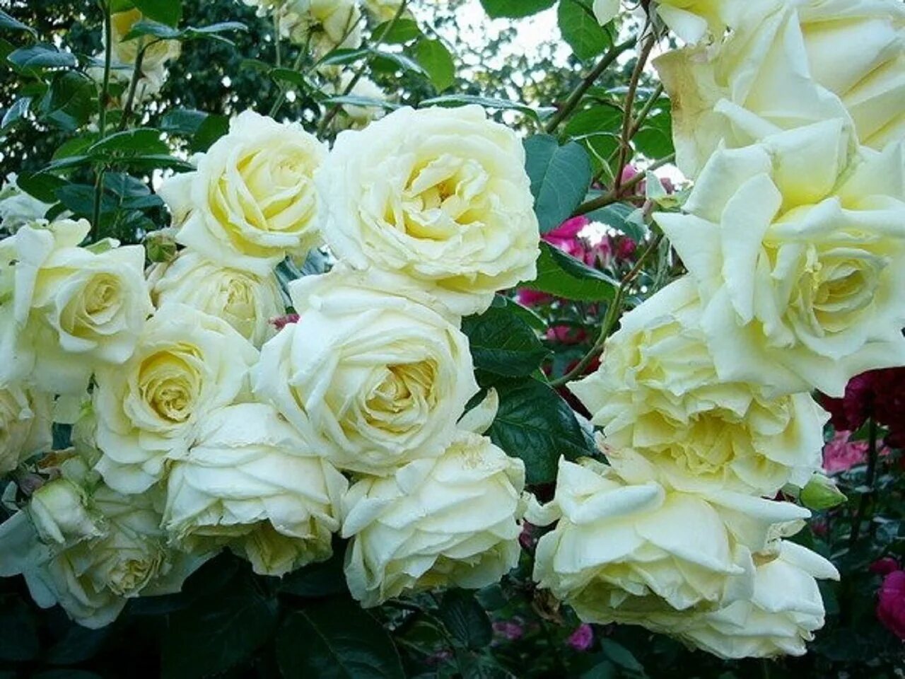 роза эльф плетистая. роза эльф плетистая. роза эльф плетистая. роза эльф клаймберы. роза эльф плетистая, тантау.