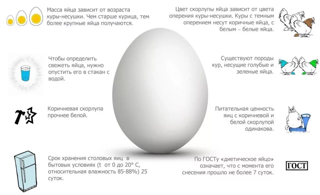 Сколько грамм скорлупы в яйце. Факты о яйцах. Интересные факты о яйцах куриных. Интересные яйца. Самые интересные факты о яйцах.