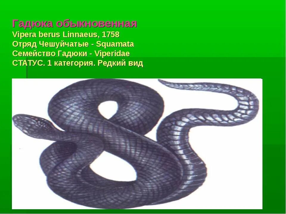 Обыкновенная гадюка - Vipera berus (Linnaeus, 1758). Гадюка гадюка обыкновенная 5 чешуйчатые. Тип симметрии гадюки обыкновенной. Гадюка обыкновенная симметрия.