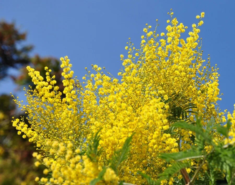 уральская мимоза. акация густоцветковая. махровая мимоза. мимоза цветок. подмосковная мимоза.