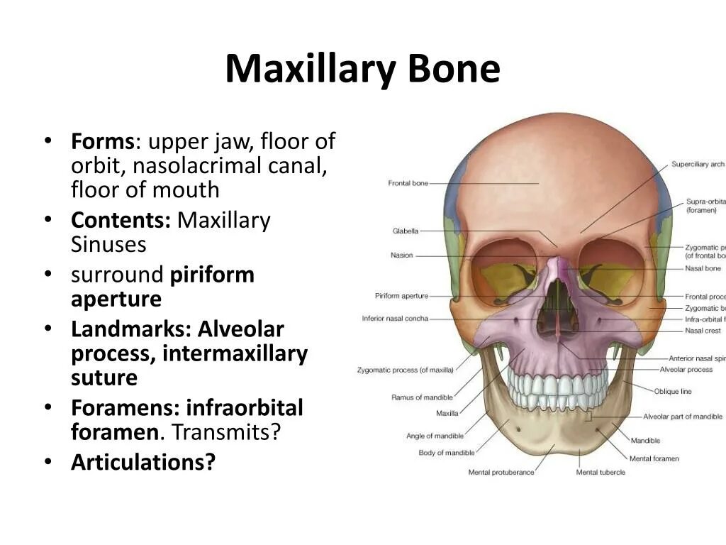 Maxillary Bone. The bones form