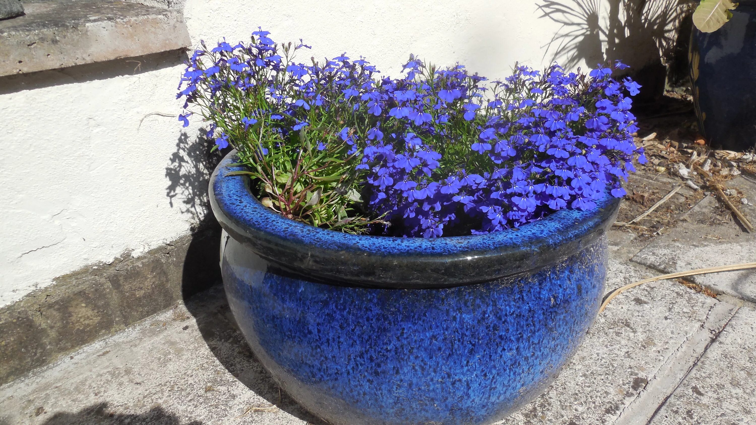 100 Window Box Design Tips and Popular Ideas - Cozy Home 101 Клумбы, Контейнерны