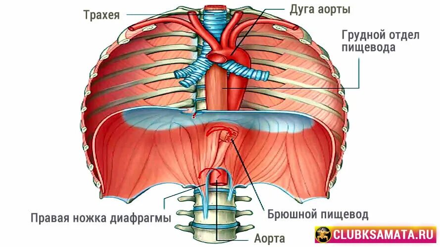 Три диафрагмы у человека. Диафрагма анатомия человека. Строение тела диафрагма. Диафрагмы в теле человека. Крепление диафрагмы человека.