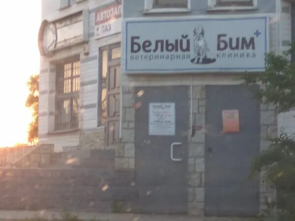 Белый бим ул мичурина 126. Мичурина 126 магнитогорск ветеринарный центр. Г н троепольский белый бим черное ухо. Ветклиника в самаре белый бим. Белый бим черное ухо кадры.
