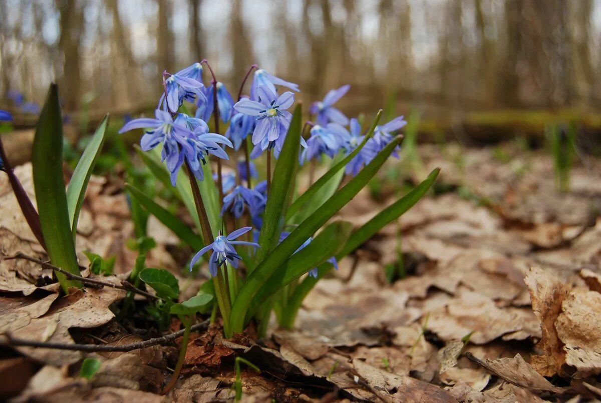 примула первоцвет весенний лесная. весенние первоцветы. первоцвет весенний. первоцвет эрантис. весенние первоцветы.
