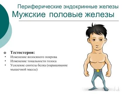 Тестостерон железы