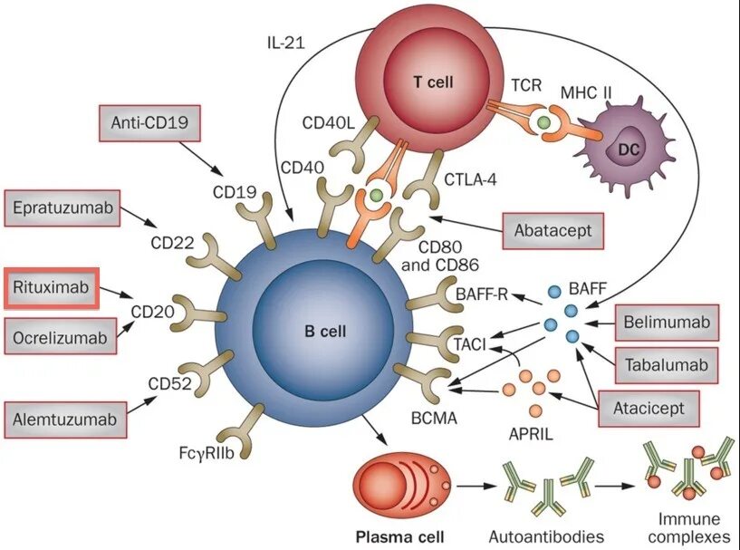 Белимумаб. Cd19 клетки. Белимумаб механизм действия. Cd19 лимфоциты.