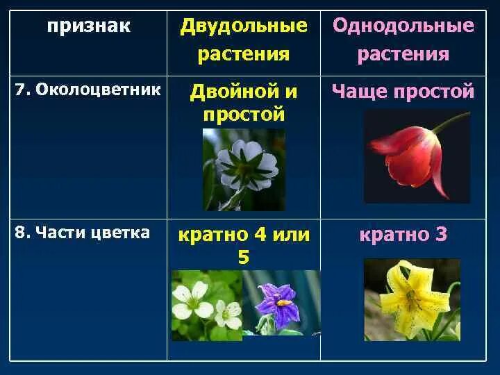 Цветок пятичленного типа