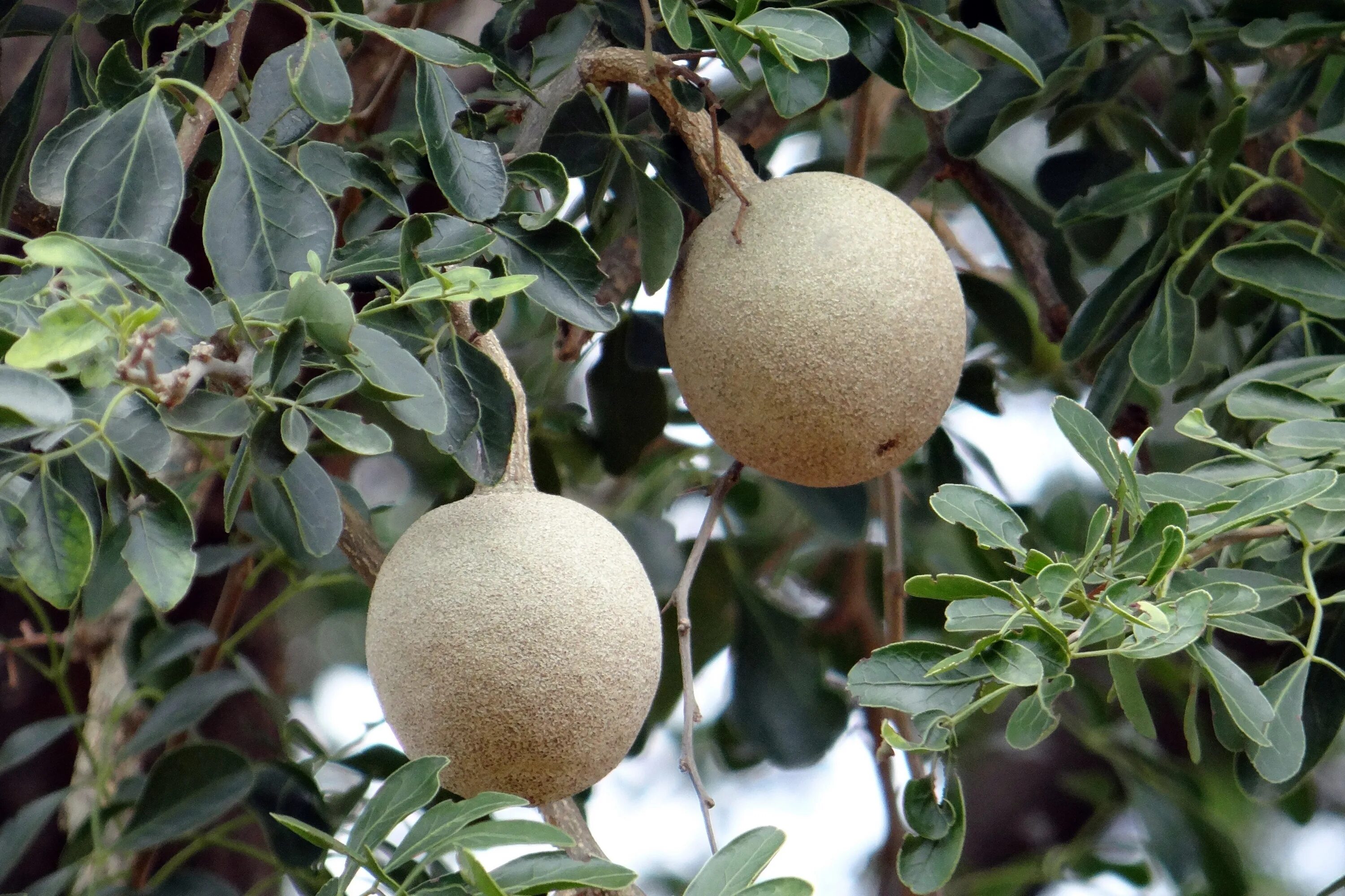 Elephant apple. Баиль дерево. Feronia Limonia. Ферония лимонная («деревянное яблоко», персидский лимон. Ферония деревянное яблоко.