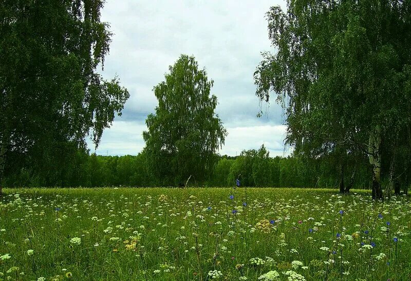 Воскресенск Березовая роща поле. Луг с березами. Поляна с березами. Березы на лугу. Березки ромашки