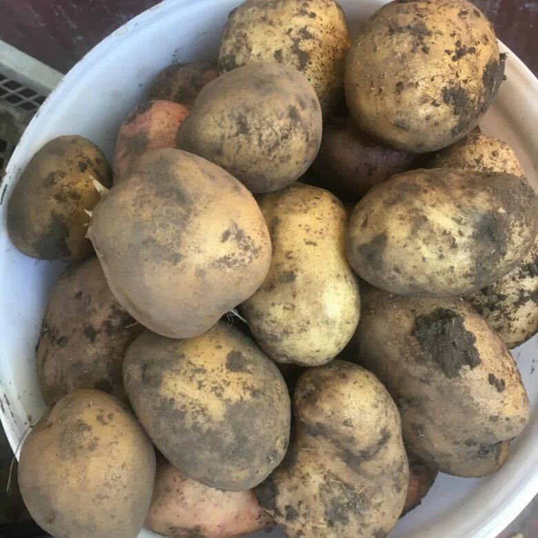 Выкопали картошку. Сорт картофеля славянка. Картофель в огороде. Чтобы картошка была крупной. Сорт большой картошки.