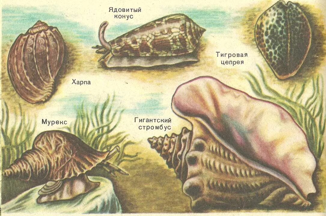 Сухопутные раковинные моллюски. Двустворчатые моллюски триаса. Морские брюхоногие моллюски морские. Морские брюхоногие моллюски представители. Защита моллюска