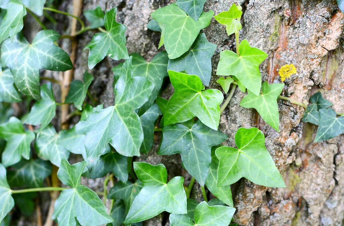 Плющ вечнозеленый (Hedera).. Плющ крупнолистный. Болезни плюща. Плющ обыкновенный плоды. Плюща 4 буквы