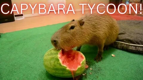 Есть игрушка капибара