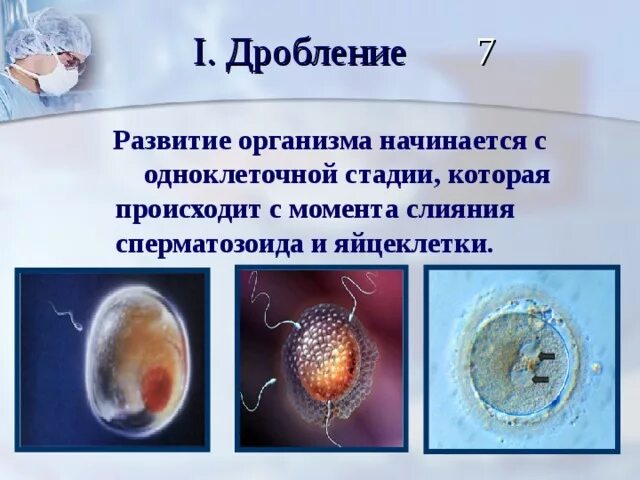 Слияние спермия и яйцеклетки. Развитие организма. Слияние яйцеклетки и сперматозоида. Стадии формирования сперматозоида и яйцеклетки.