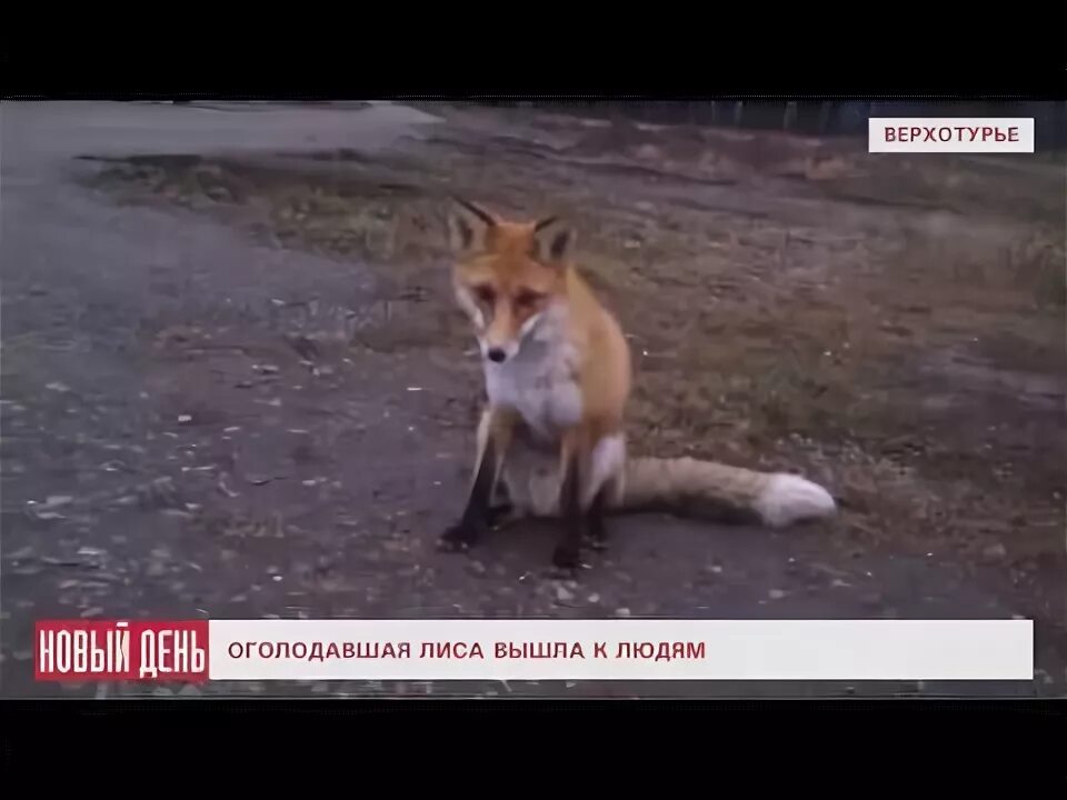 Лисичка выходи