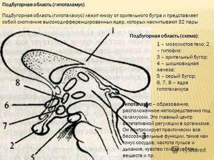 Гипоталамус топография