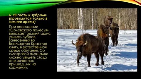 Орловское полесье сообщение