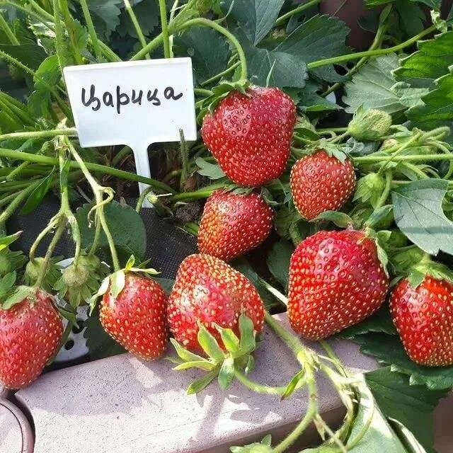 Сорт клубники кармен. Садовая земляника сорт царица. Клубника царица описание отзывы. Земляника садовая аня. Земляника садовая царица.